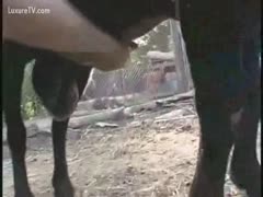 Ejaculating sheep on a free handjob